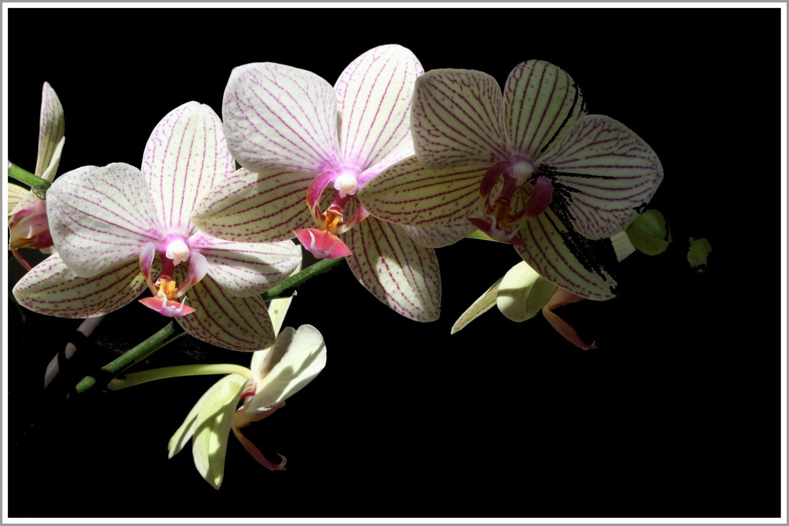 orchidee10.jpg