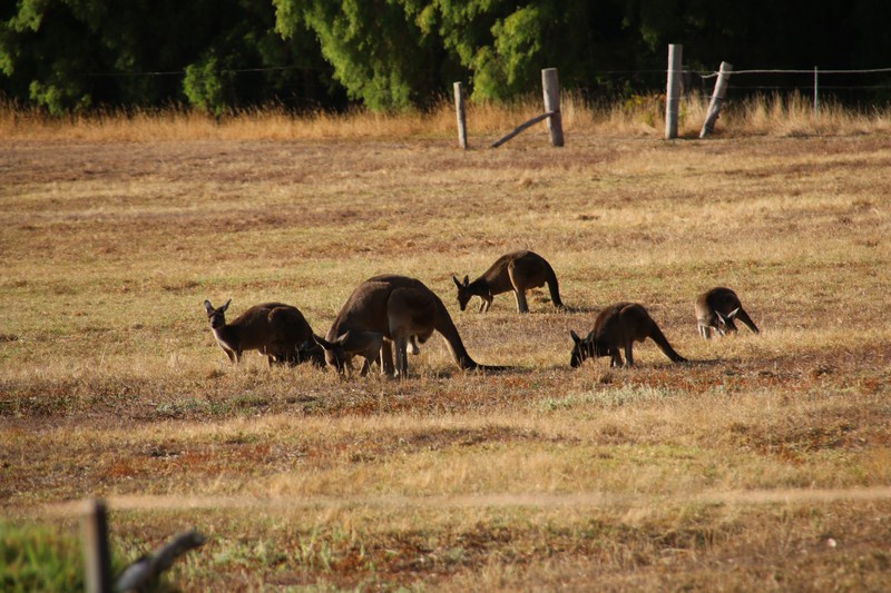 Western Australia 2015