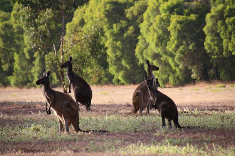 Western Australia 2015