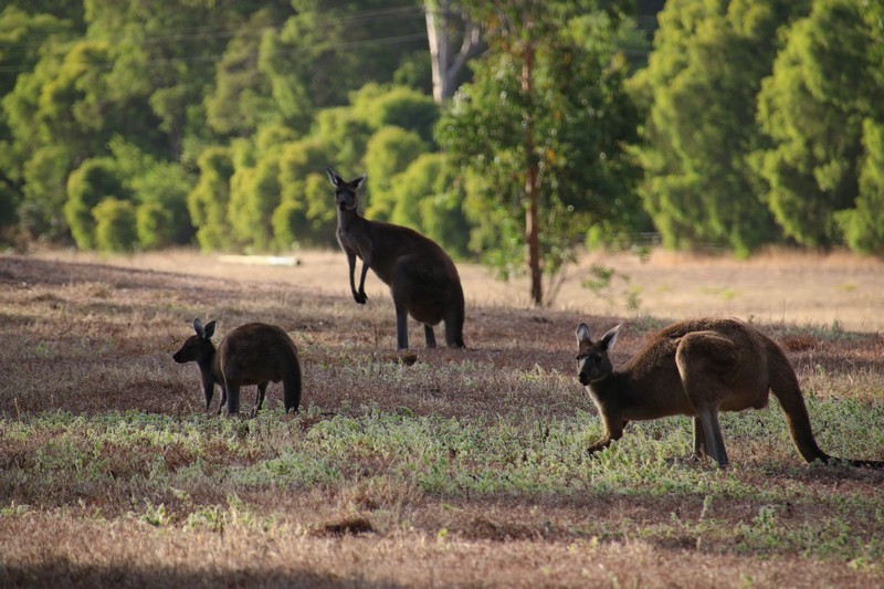 Western Australia 2015