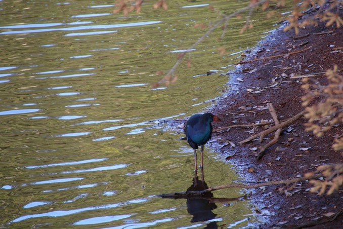 Western Australia 2015