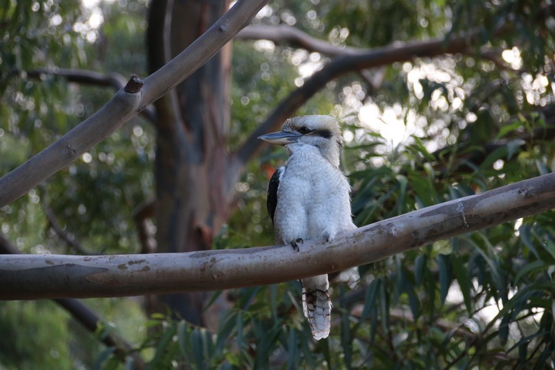 Western Australia 2015