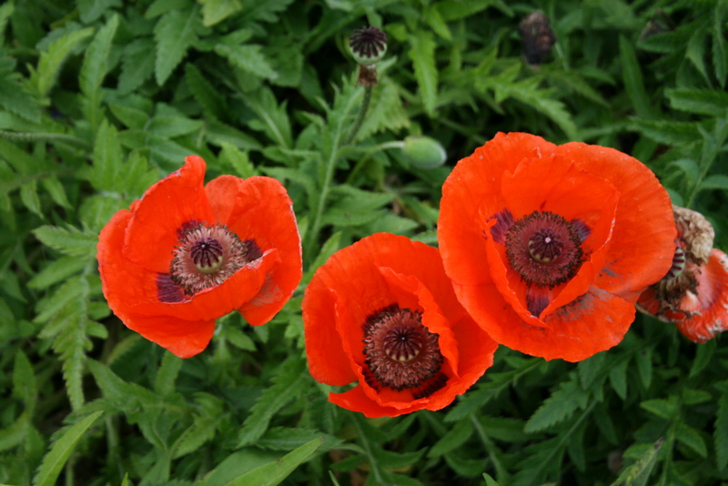 Cornouailles 2008