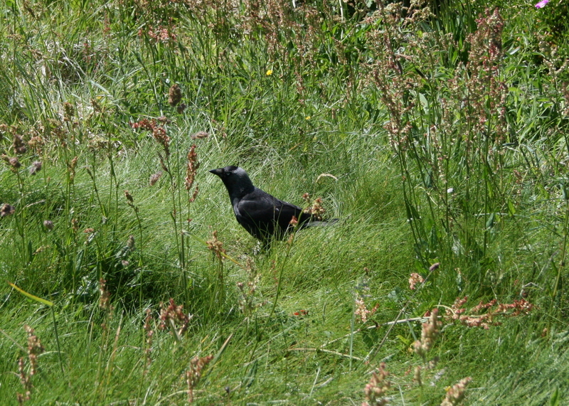 Cornouailles 2008