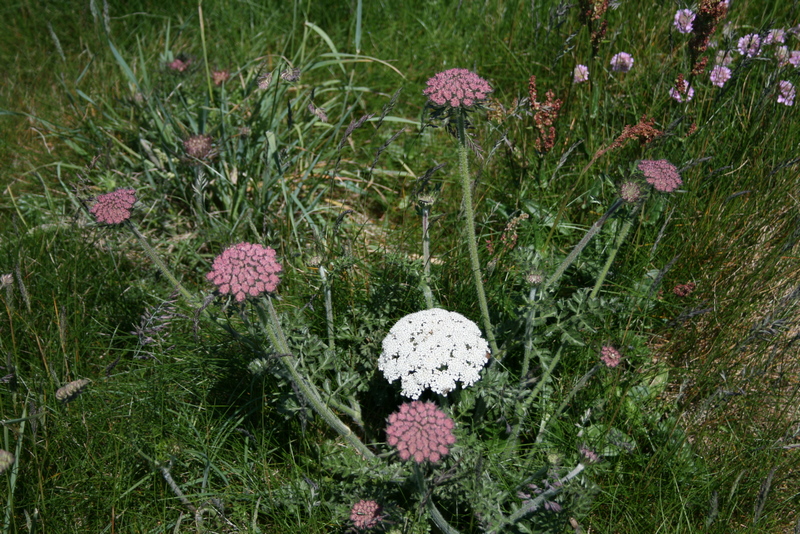 Cornouailles 2008