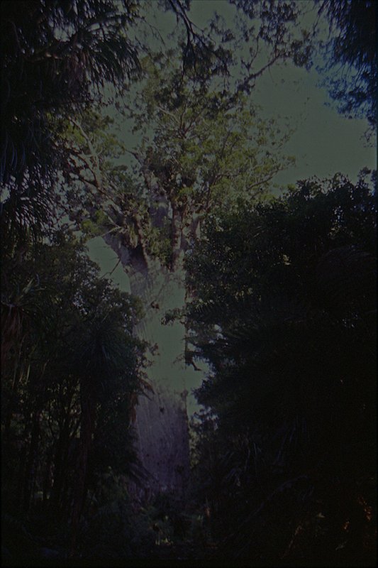 Tane Mahuta